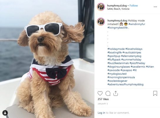 6 Awesome Dogs You Should Check Out Right Now
