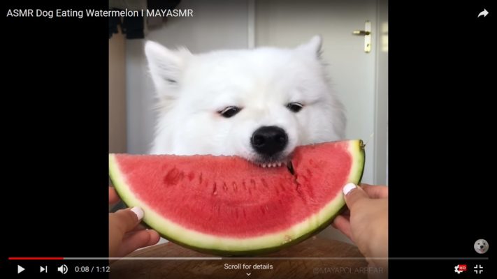 6 Awesome Dogs You Should Check Out Right Now 