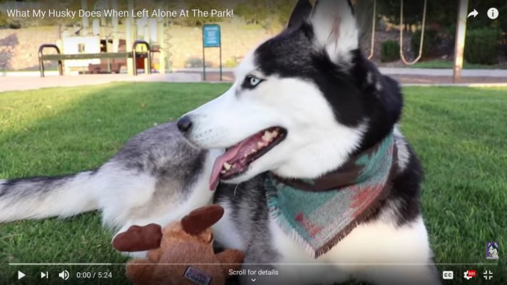 6 Awesome Dogs You Should Check Out Right Now