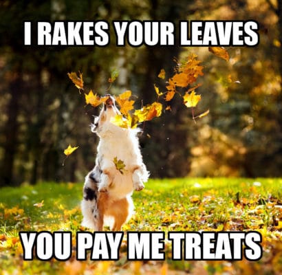 Awesome Pawsome all natural dog treats fall season leaves