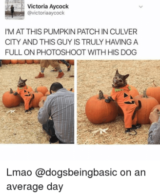 all natural dog treats fall season photoshoot pumpkin