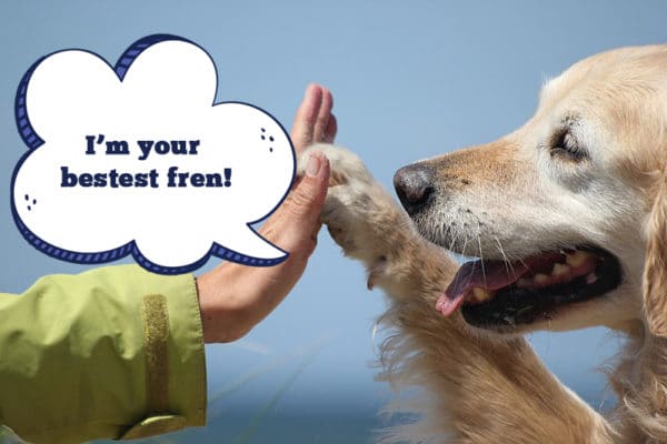 Golden Retriever facts and info