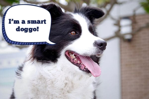 Border Collie facts