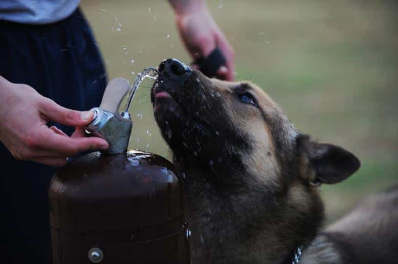 Dogs drinking water
