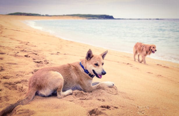 Dogs need sunscreen on the beach