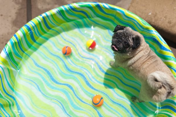 Kiddie pool for dogs