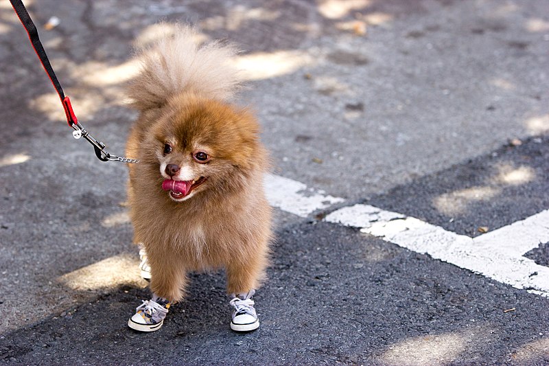 Paw pads and shoes for dogs